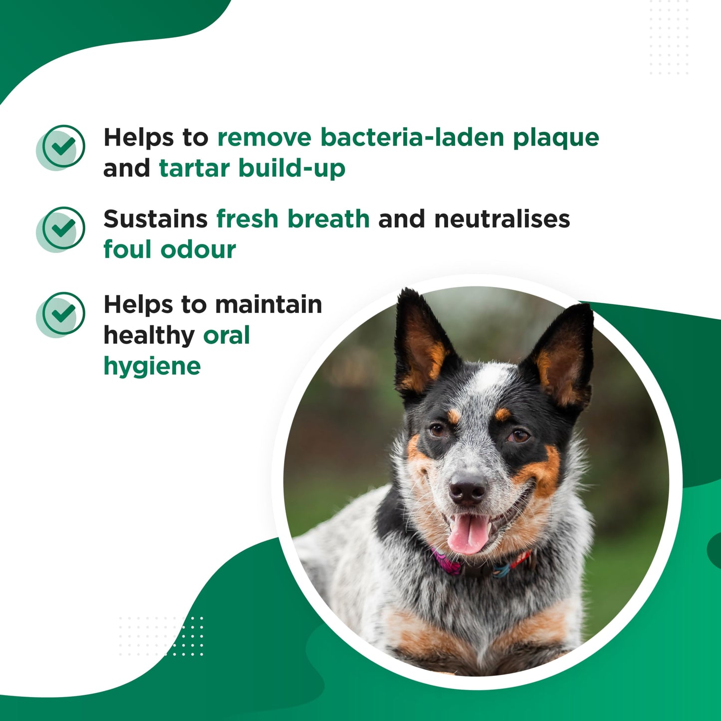 Dog's Lounge Chomper – Natural Dental Supplement for Dogs with Seaweed, Pomegranate, Herbs & Zinc | Fights Plaque & Bad Breath | 100% Natural Powder – 200g