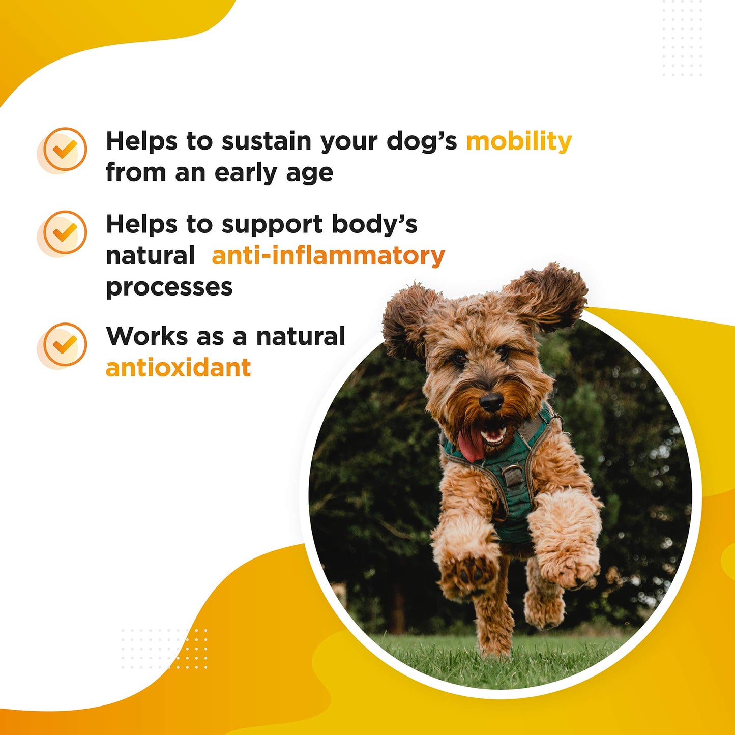 Dog's Lounge - Meric - Advanced Turmeric Extract for Dogs Antioxidant Hip & Joint Care Supplement Made in the UK (60 Capsules)