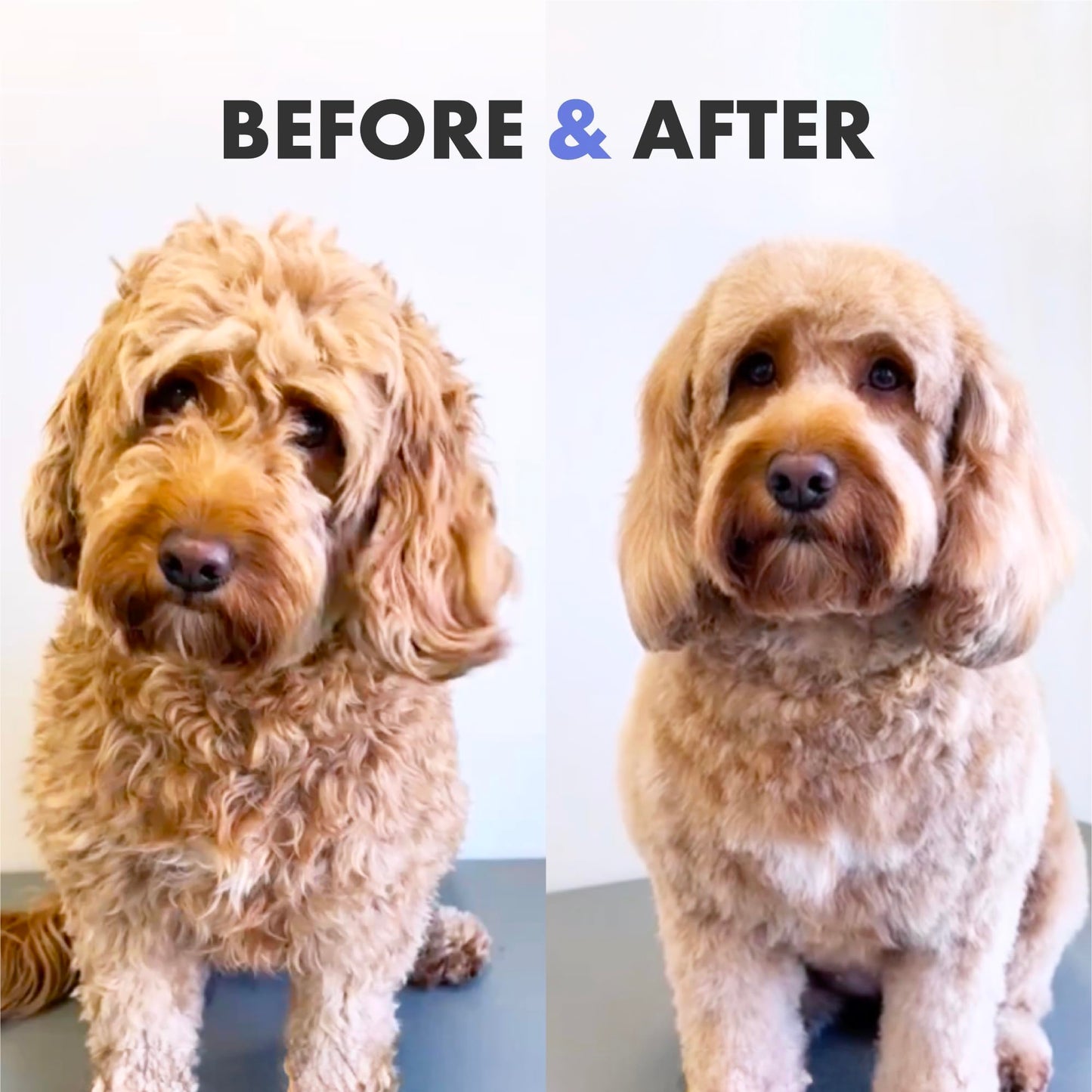 DotDotPet Conditioning Dog Shampoo - For All Breeds - Preboitic - Vegan - Sensitive Skin -